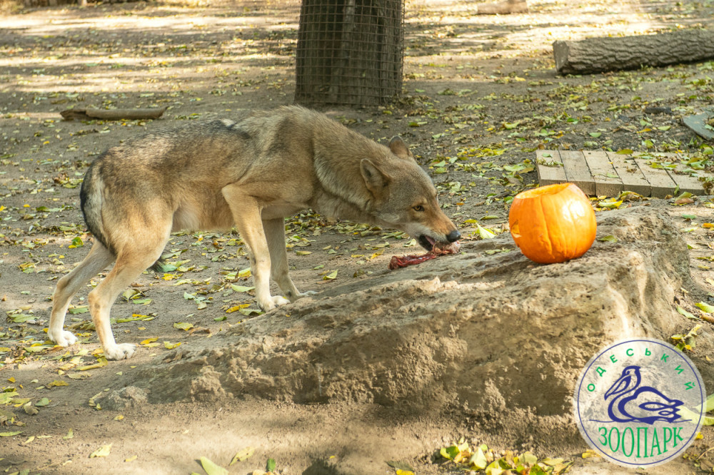 2367 image for slide