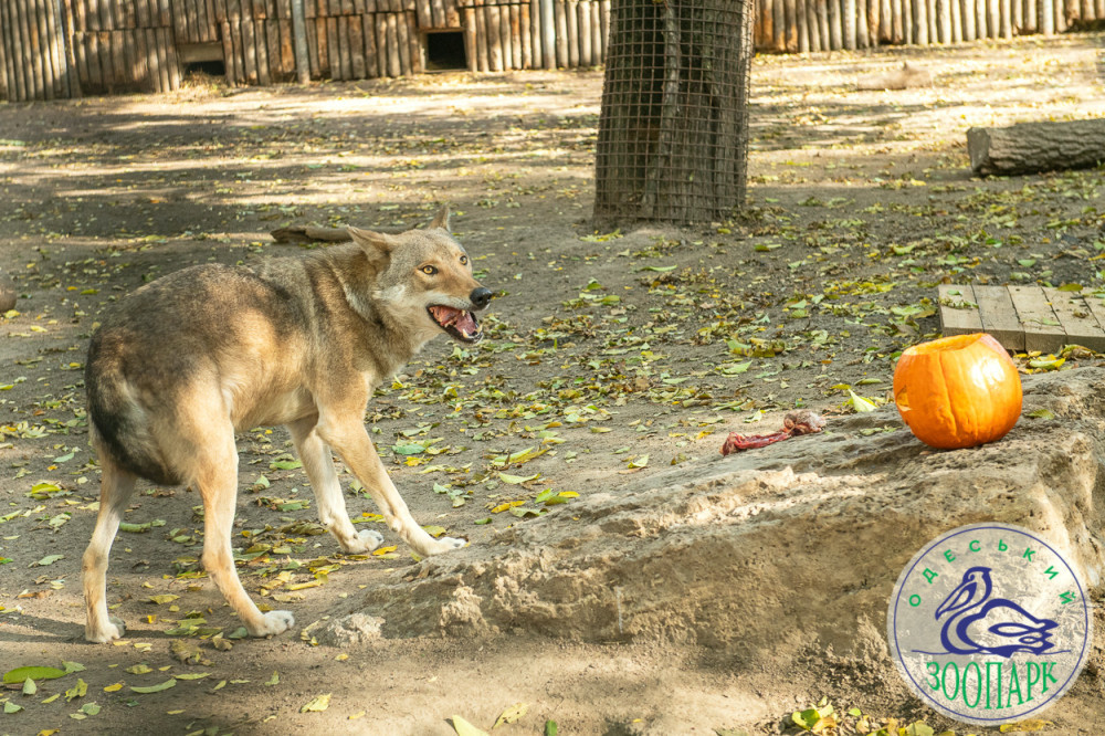 2369 image for slide