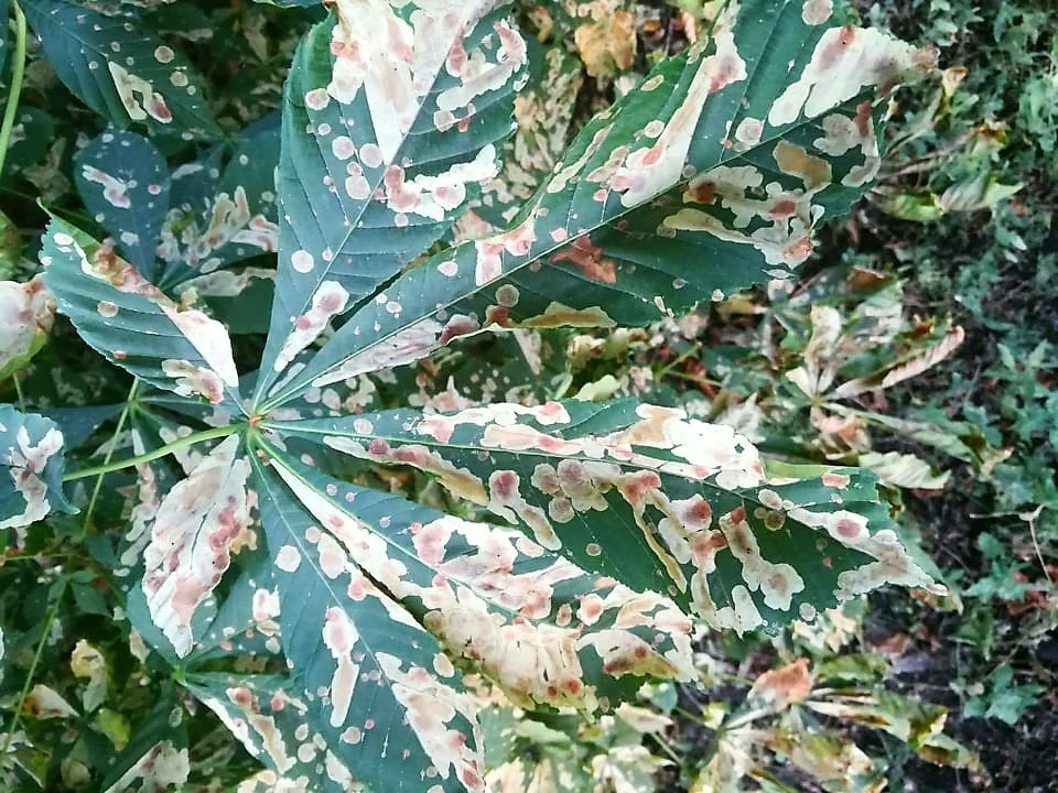 6016 image for slide